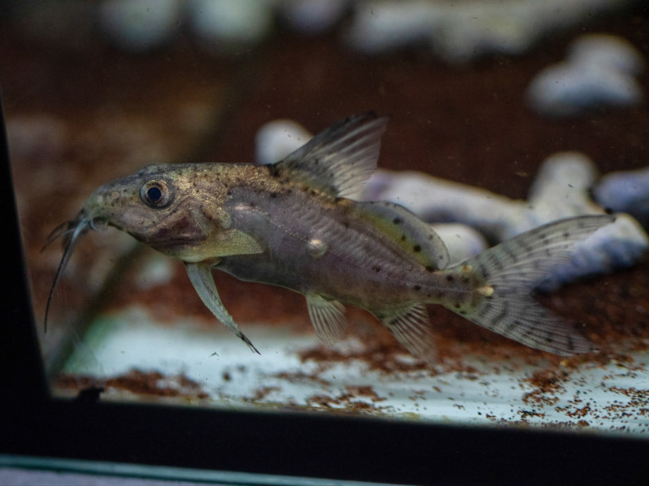 * Catfish *  Synodontis batensoda (Giant upside-down catfish) 8-10cm