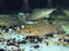 * Catfish *  Dianema longibarbis (Porthole catfish) 6-8cm