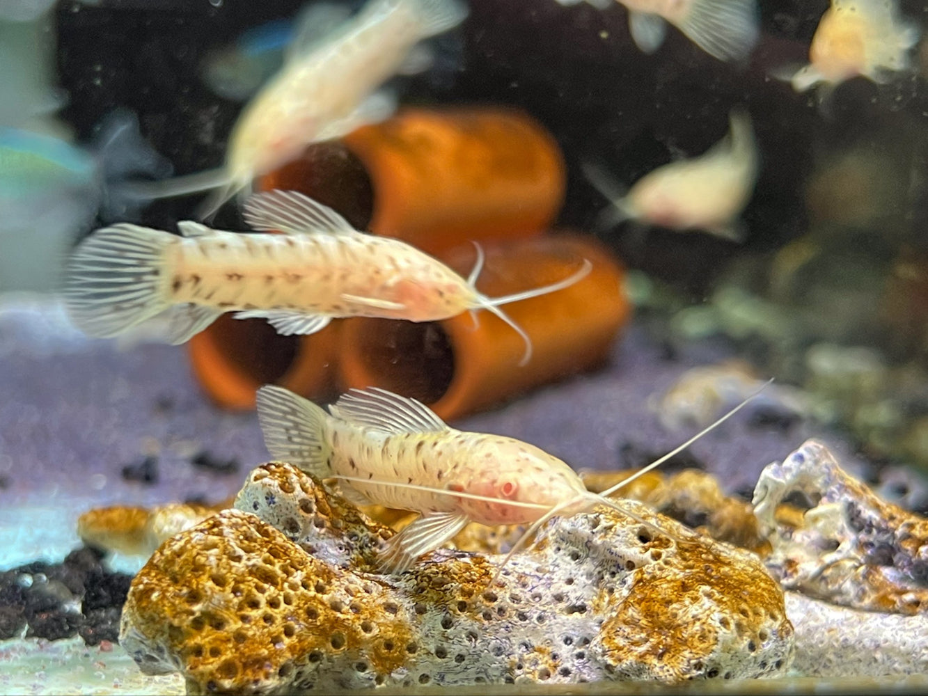 * Catfish *  Megalechis thoracata Albino (Albino Hoplo catfish) 4-6cm