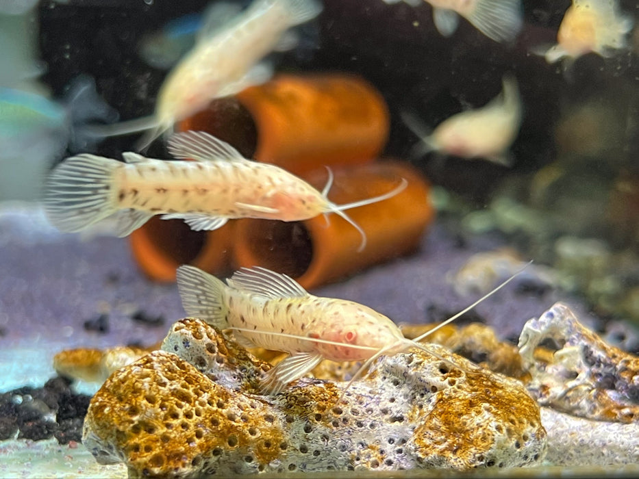 * Catfish *  Megalechis thoracata Albino (Albino Hoplo catfish) 4-6cm