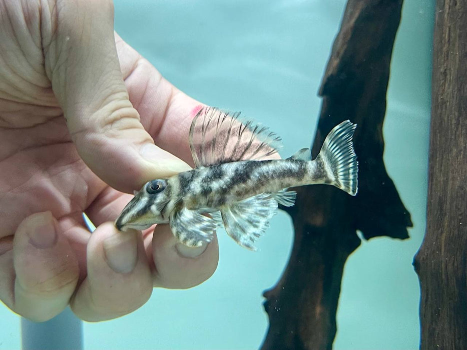 * Pleco *  Hypancistrus furunculus (L199) 4-6cm