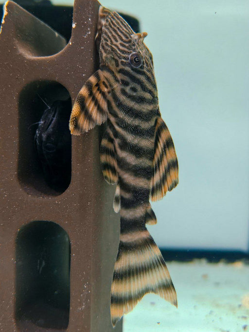 * Pleco *  Panaqolus sp. Tiger pleco (L002) 5-7cm