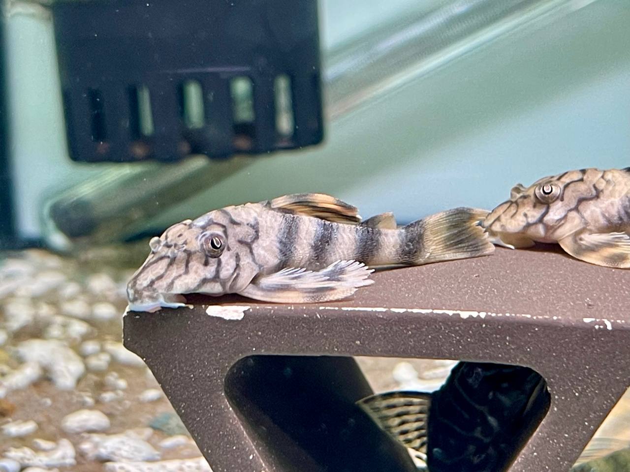 * Pleco *   Peckoltia braueri (L121 wormline peckoltia) 6-8cm