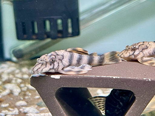 * Pleco *   Peckoltia braueri (L121 wormline peckoltia) 6-8cm