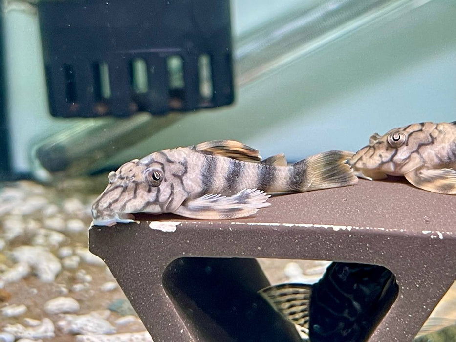 * Pleco *   Peckoltia braueri (L121 wormline peckoltia) 6-8cm