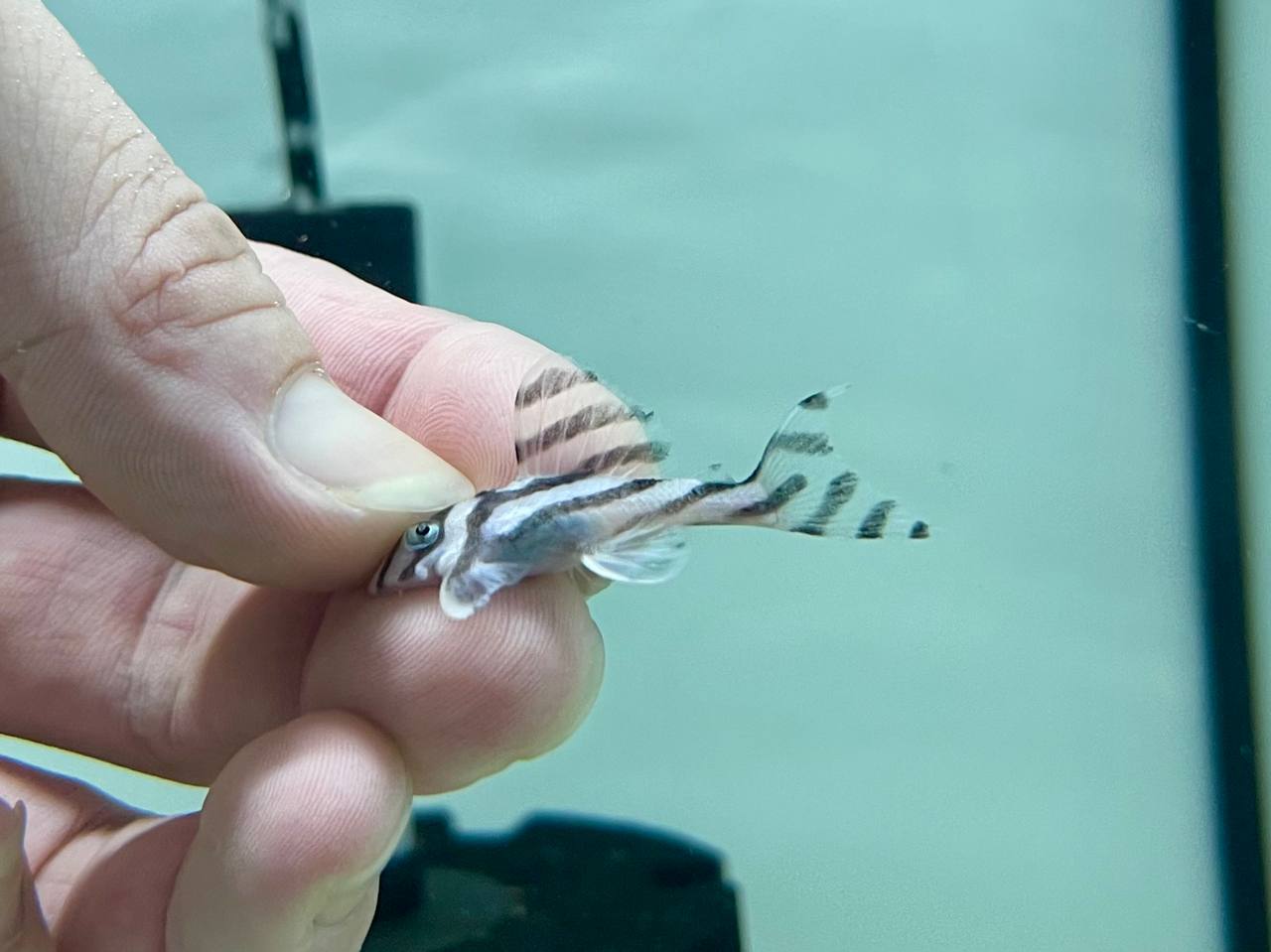 * Pleco *   Hypancistrus zebra (L46 zebra pleco) 4-5cm