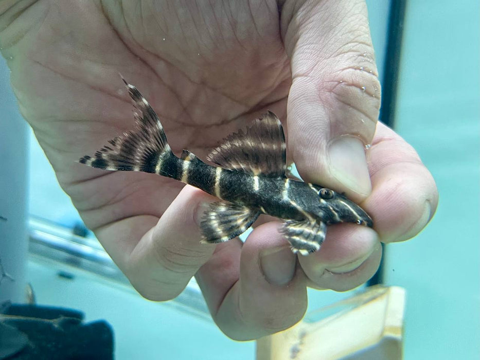 * Pleco *   Panaqolus albivermis (L204) 4-6cm