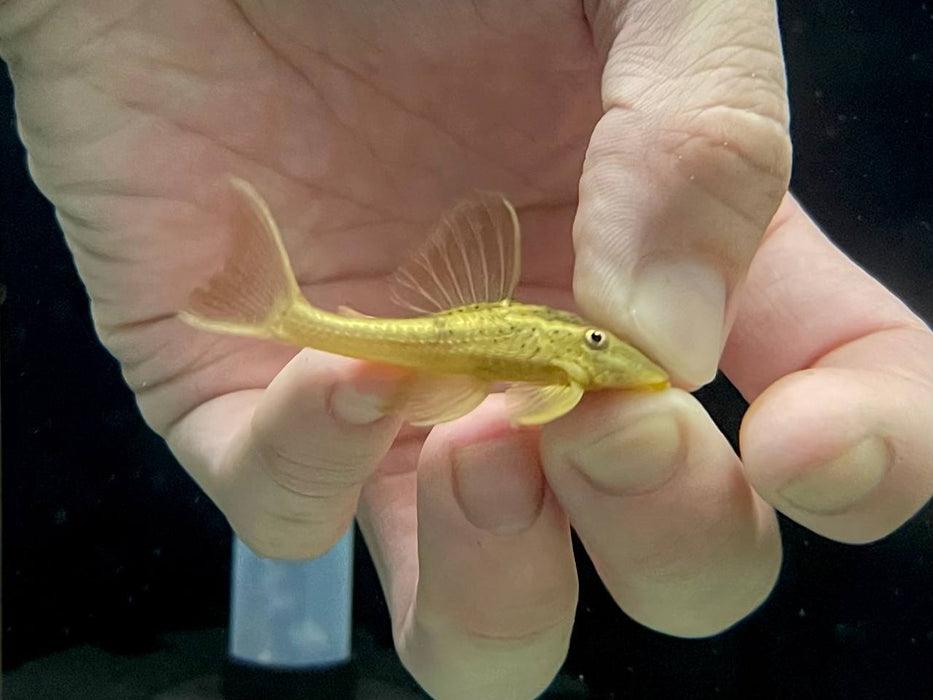 * Pleco *    Hypostomus cochliodon (l310 Rusty pleco) 6-8cm