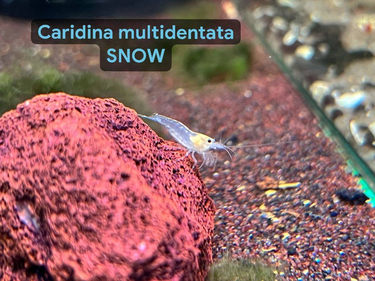 * Shrimps * Caridina multidentata SNOW (Snow Amano/Yamato) *NEW*