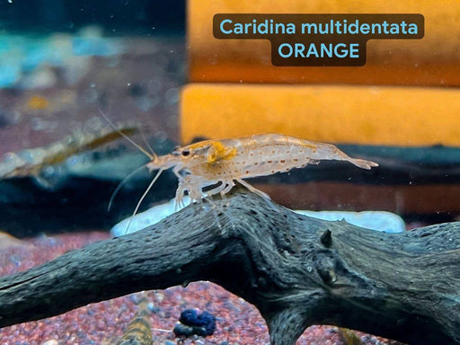 * Shrimps * Caridina multidentata Orange (Orange Yamato) *NEW*