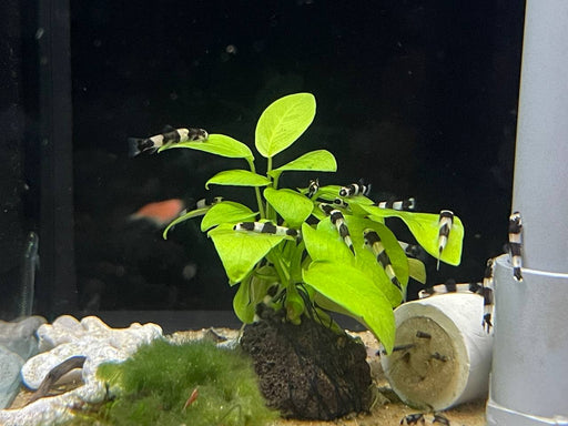 * Other Species * Yaoshania pachychilus (Panda loach) 2cm