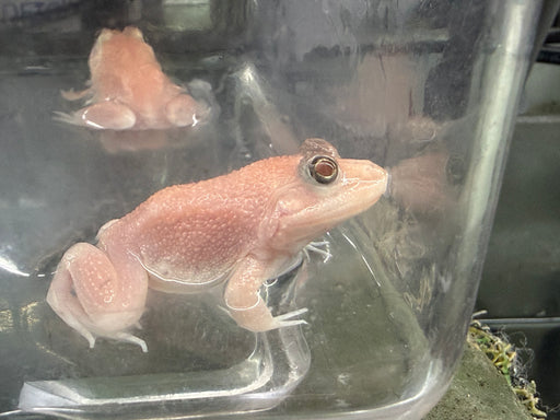 * Other Species * Albino Bull Frog