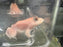 * Other Species * Lithobates catesbeianus ALBINO
Albino Bullfrog