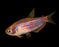 * Tetra/Barb  * Inpaichthys parauapiranga (Purplestriped King Tetra) 3cm