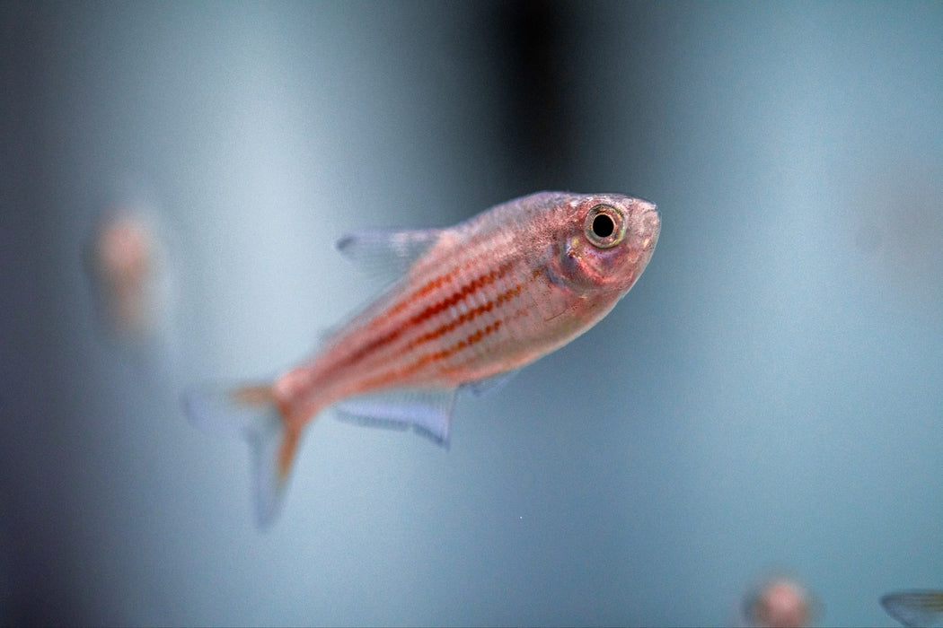 * Tetra/Barb  * Inpaichthys parauapiranga (Purplestriped King Tetra) 3cm