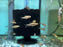 * Tetra/Barb  * Poecilocharax weitzmani (Black morpho tetra)