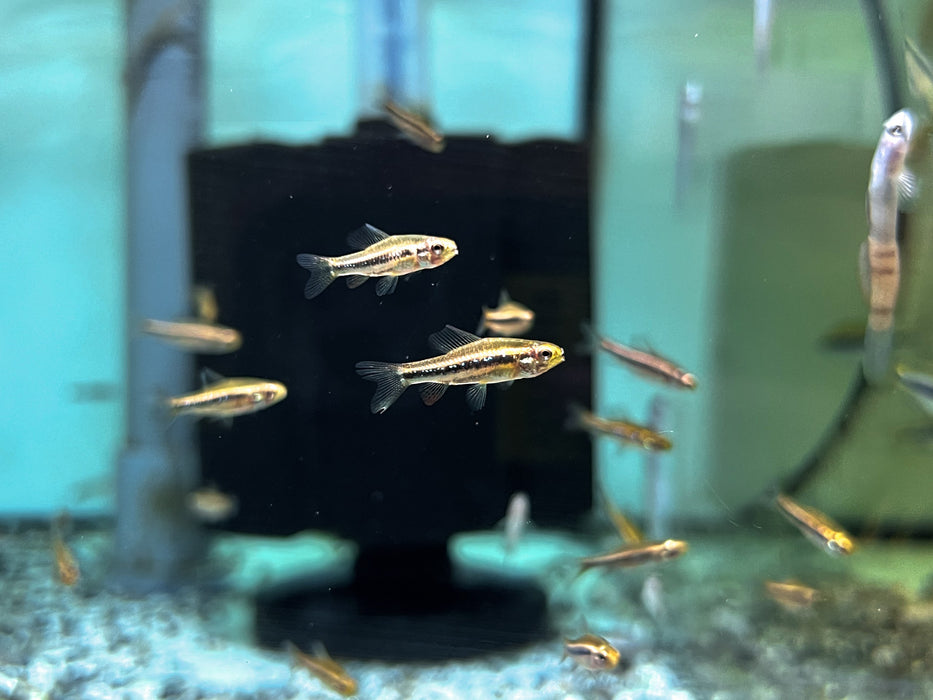 * Tetra/Barb  * Poecilocharax weitzmani (Black morpho tetra)