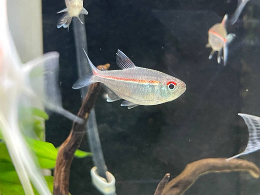 * Tetra/Barb  * Hemigrammus coeruleus (Watermelon tetra)
