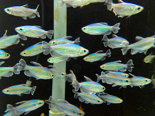 * Tetra/Barb  * Phenacogrammus interruptus (Congo tetra) XL