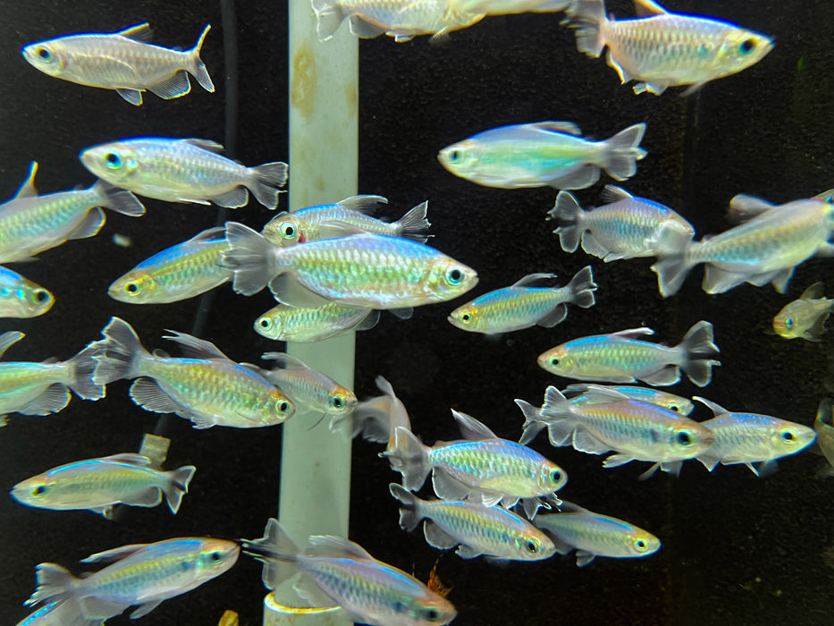 * Tetra/Barb  * Phenacogrammus interruptus (Congo tetra) XL