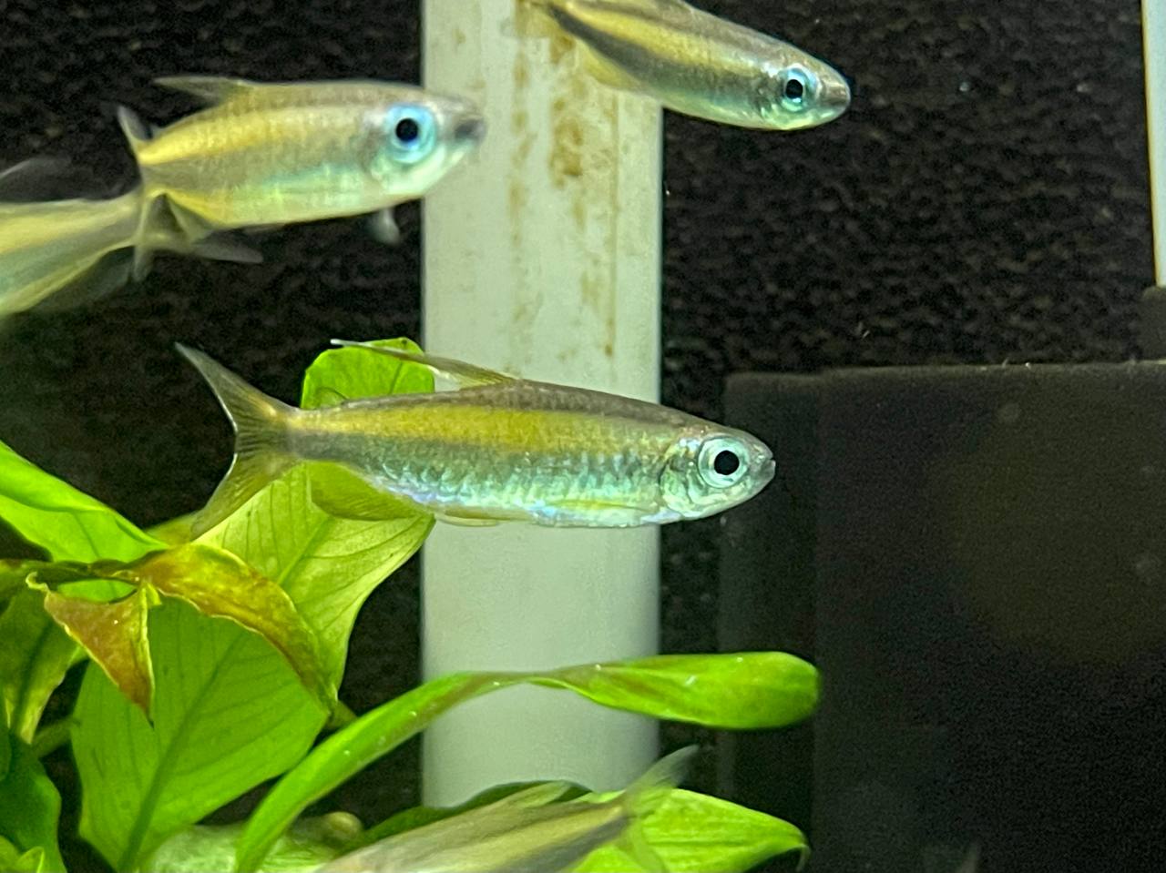 * Tetra/Barb  * Phenacogrammus aurantiacus (Lampeye Congo tetra) 5cm