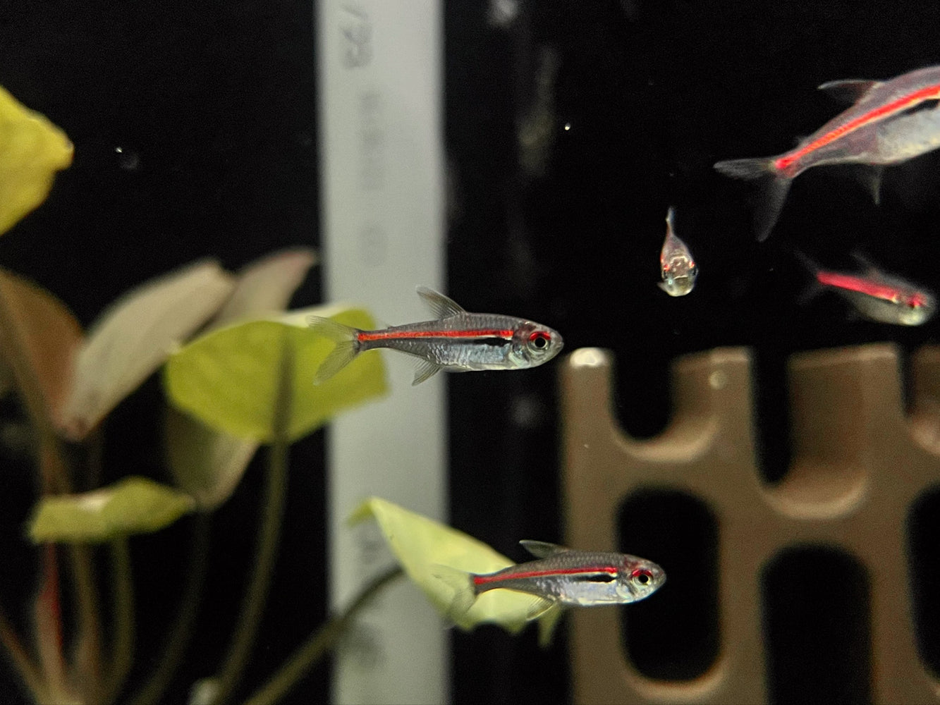 * Tetra/Barb  * Hyphessobrycon amapaensis
