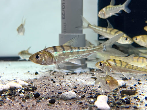 * Tetra/Barb  * Curimata vittata (Tiger sapuara) *RARE!*