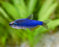 * Tetra/Barb  * Inpaichthys kerri "Super Blue"