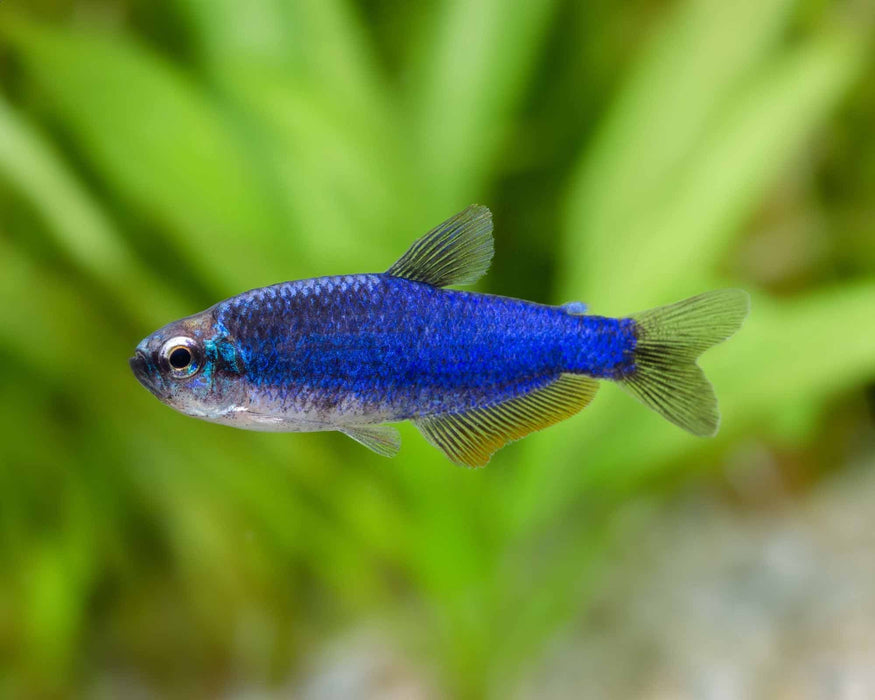 * Tetra/Barb  * Inpaichthys kerri "Super Blue"