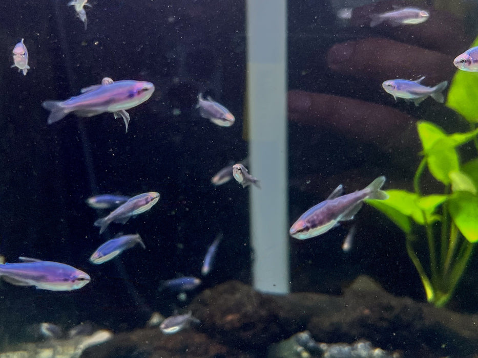 * Tetra/Barb  * Inpaichthys kerri "Super Blue"