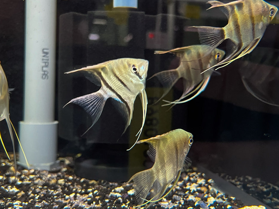* Discus/Angelfish * Pterophyllum leopoldi (Teardrop angelfish) 5-6cm
