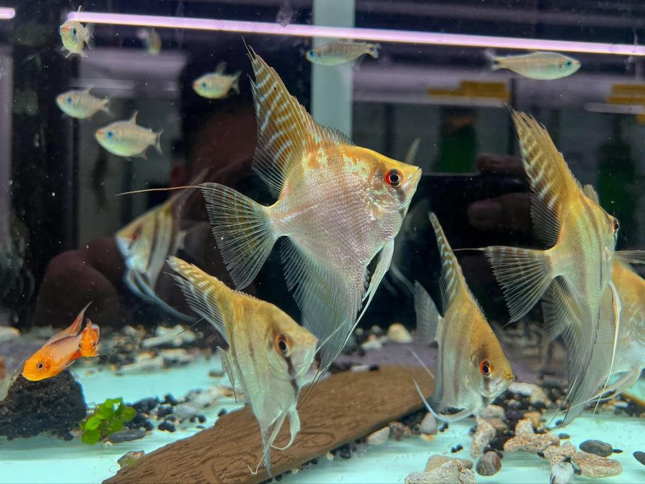 * Discus/Angelfish * Pterophyllum scalare "Santa Isabel" 5-6cm