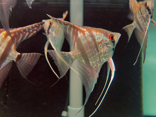 * Discus/Angelfish * Pterophyllum scalare "Santa Isabel" 5-6cm