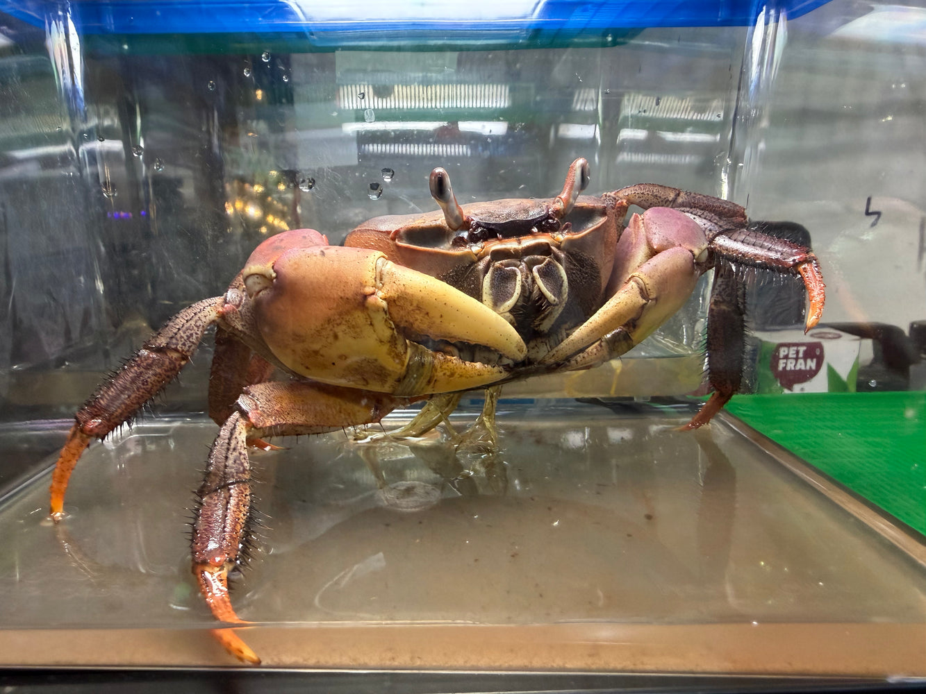 * Shrimps * Cardisoma Carnifex (Brown Land Crab) 15-18cm