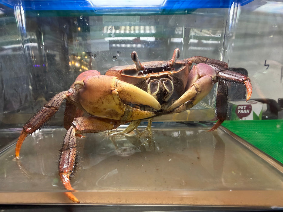* Shrimps * Cardisoma Carnifex (Brown Land Crab) 15-18cm