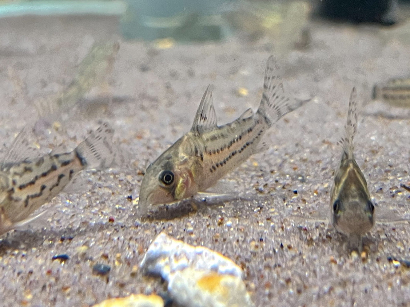 * Corydoras *  Hoplisoma Schwartzi