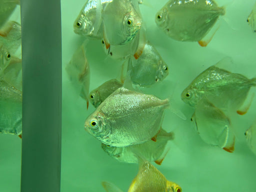 * Other Species * Metynnis Altidorsalis (Silver Dollar) 7-9cm