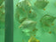 * Other Species * Metynnis Altidorsalis (Silver Dollar) 7-9cm