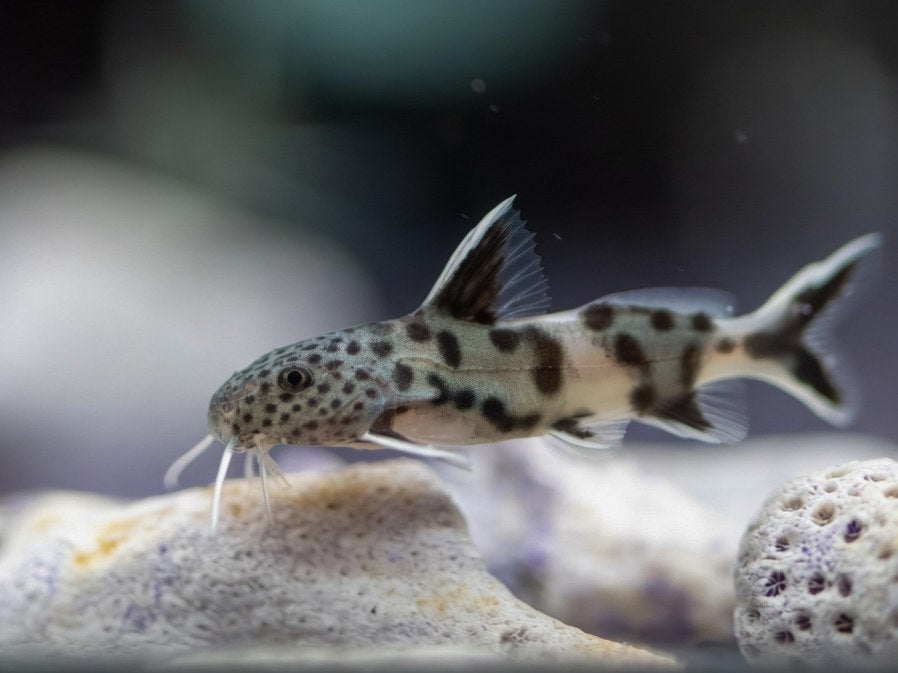 * Catfish *  Synodontis Petricola 3-4cm