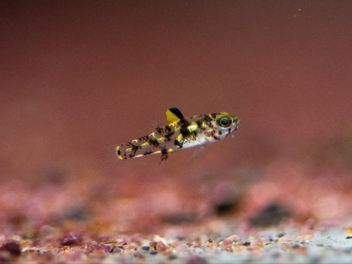 * Other Species * Pandaka Rouxi (Roux Pygmy Goby)