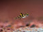 * Other Species * Pandaka Rouxi (Roux Pygmy Goby)