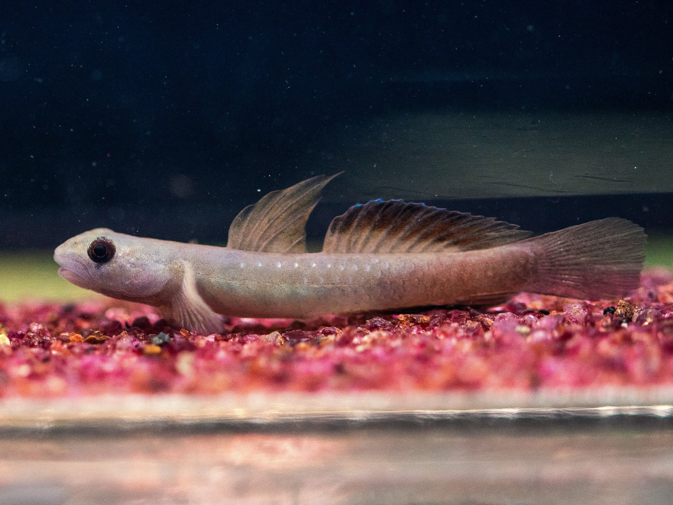 * Other Species * Stiphodon Cebuensis (Cebu Orange Tail Goby)