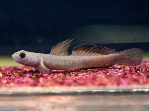 * Other Species * Stiphodon Cebuensis (Cebu Orange Tail Goby)