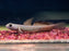 * Other Species * Stiphodon Cebuensis (Cebu Orange Tail Goby)