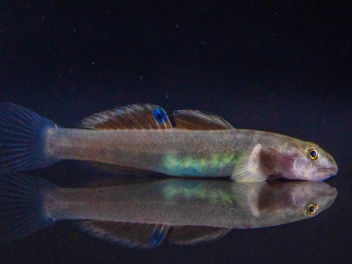 * Other Species * Lentipes Venustus