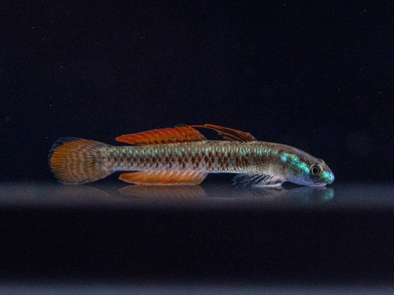 * Other Species * Stiphodon Percnopterygionus (Gold Neon Dwarf Goby)