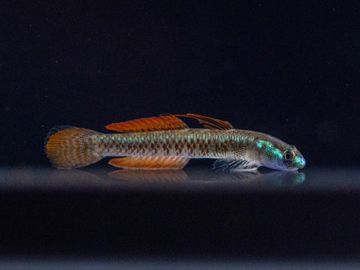 * Other Species * Stiphodon Percnopterygionus (Gold Neon Dwarf Goby)