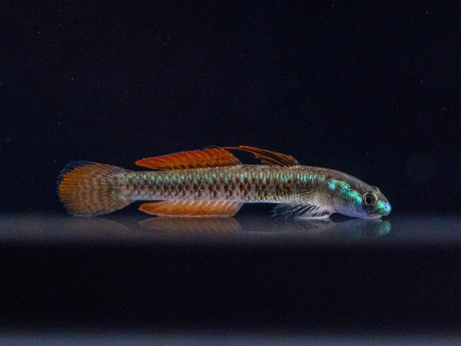 * Other Species * Stiphodon Percnopterygionus (Gold Neon Dwarf Goby)