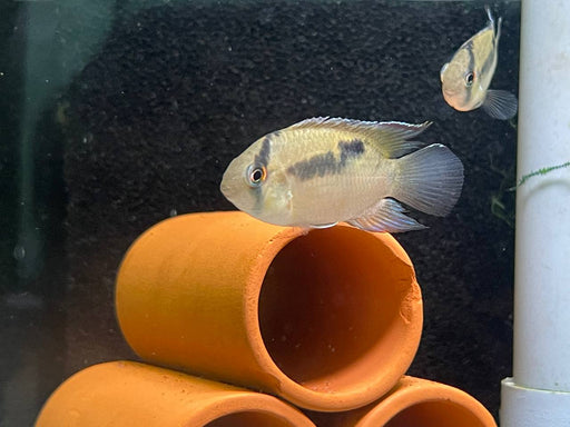 * Cichlids * Cleithracara cf. maronii “Kourou” (Redcap Keyhole cichlid) 5-7cm