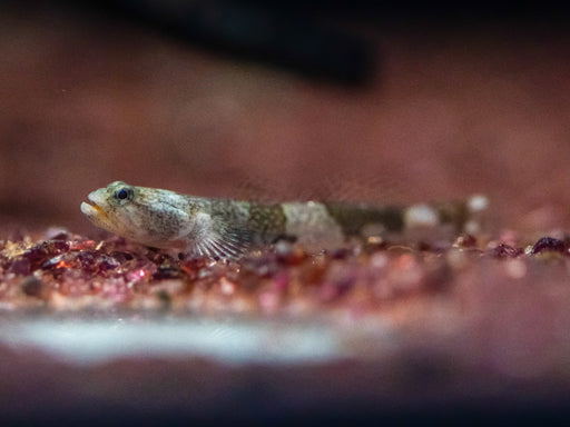 * Other Species * Schismatogobius Risdawatiae (Zebra Dragonet)